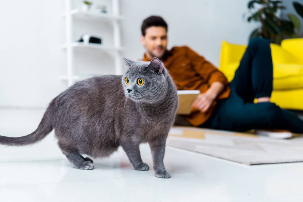 Katzenparasit: Die stille Invasion des Gehirns!