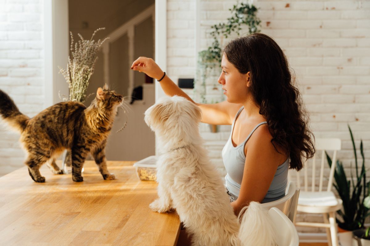 Katzensitting – der neueste Trend im Reisetourismus